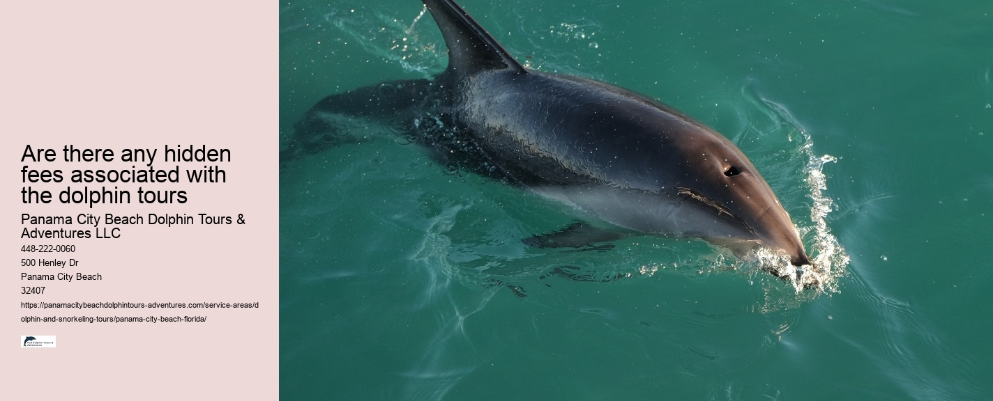 Dolphin Watching