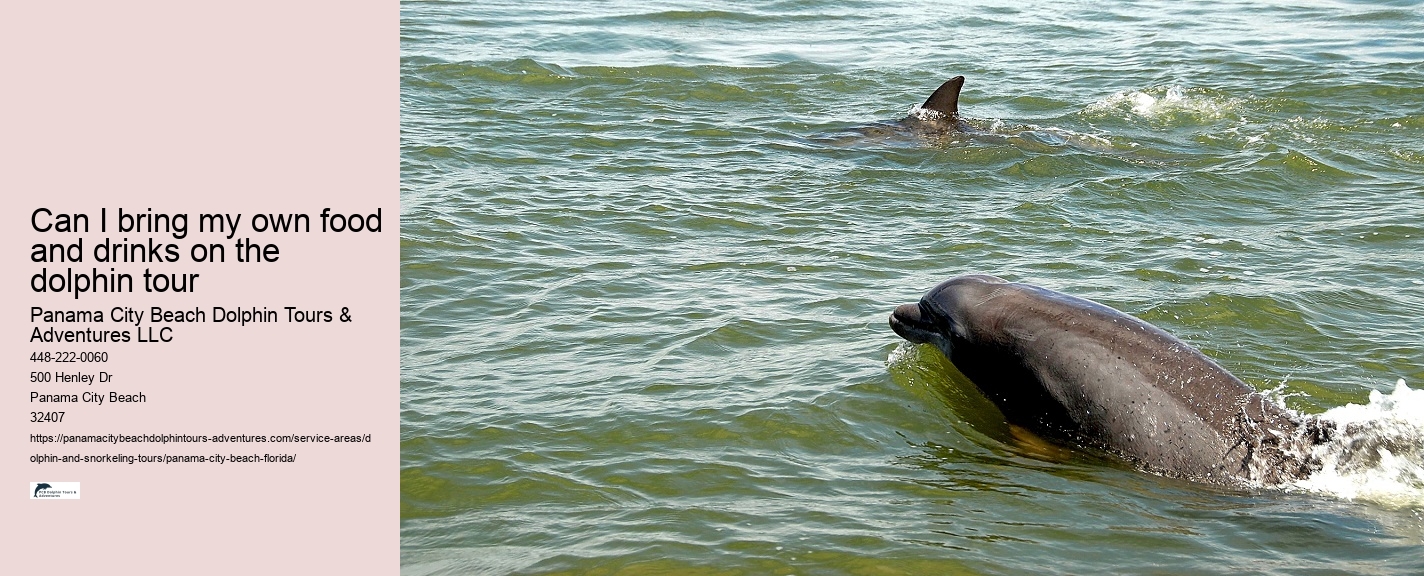 Dolphin Encounter
