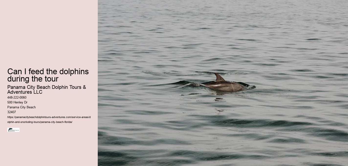 Can I feed the dolphins during the tour