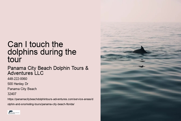 Can I touch the dolphins during the tour