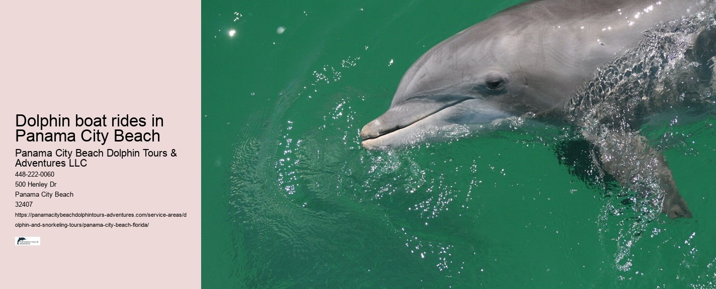 What Beach In Florida Has The Most Dolphins