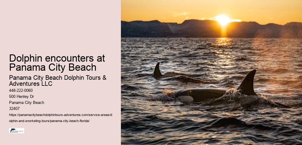 Dolphin encounters at Panama City Beach