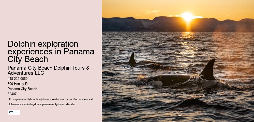 Dolphin exploration experiences in Panama City Beach