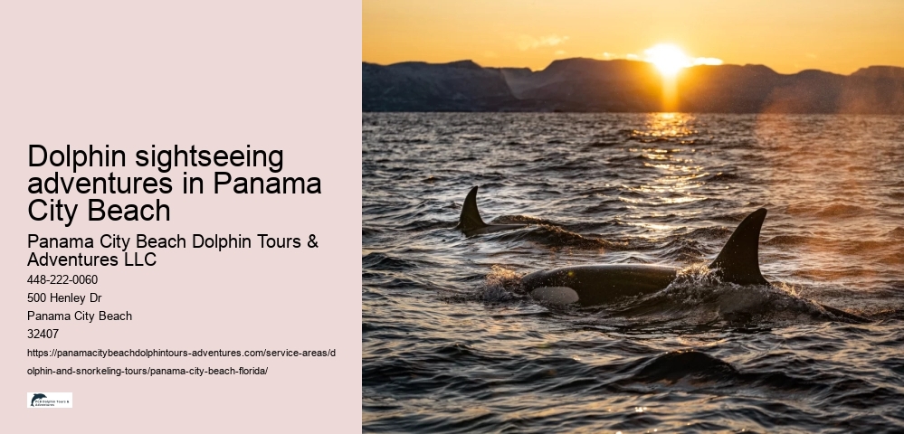 Dolphin sightseeing adventures in Panama City Beach