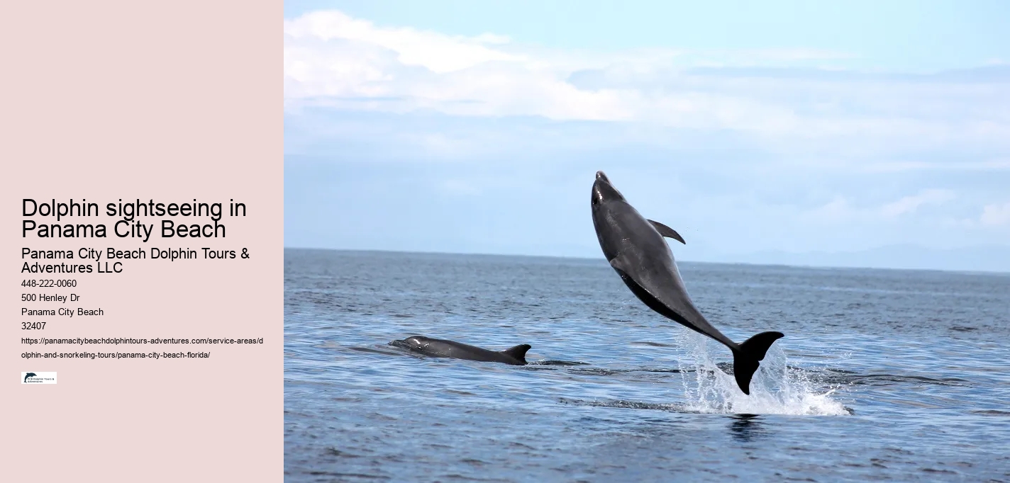 Dolphin sightseeing in Panama City Beach