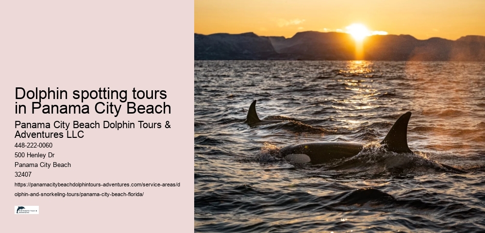 Dolphin spotting tours in Panama City Beach