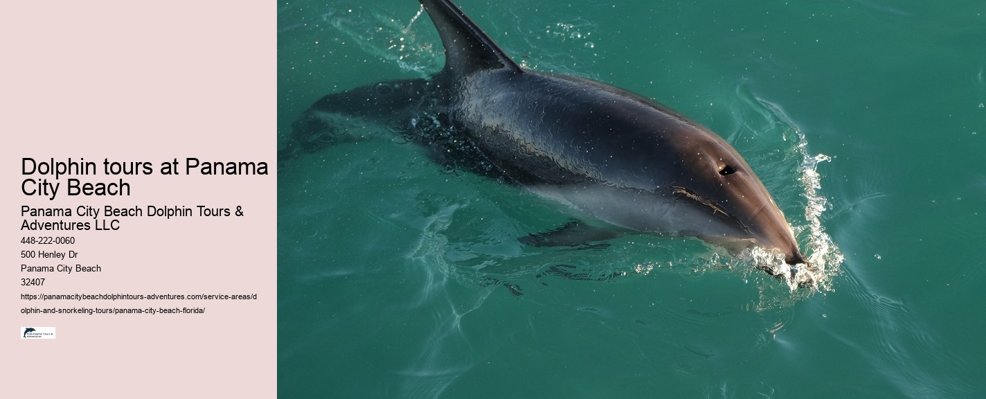 Can You Swim With Dolphins In Panama