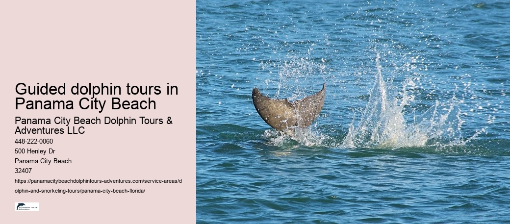 Guided dolphin tours in Panama City Beach