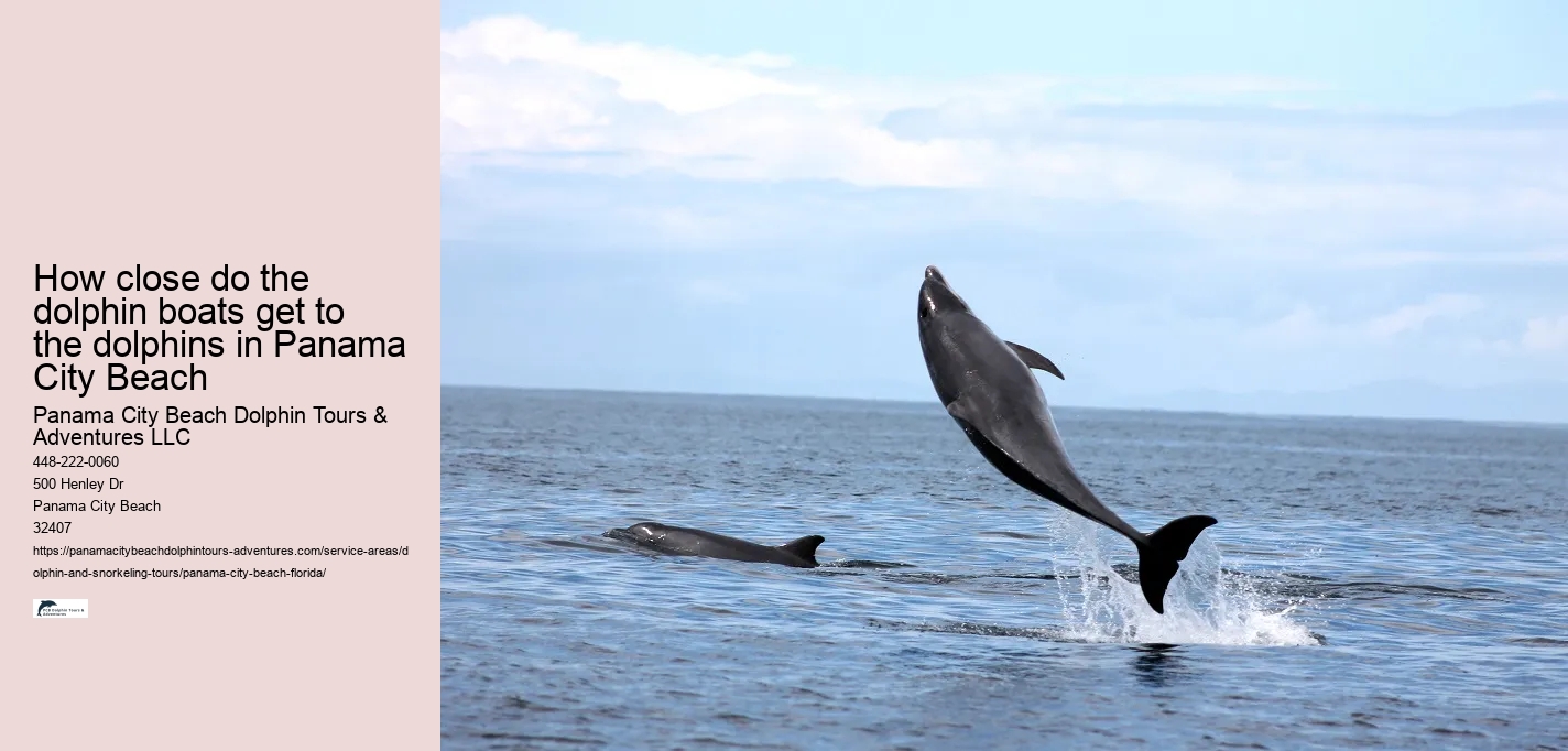 How close do the dolphin boats get to the dolphins in Panama City Beach