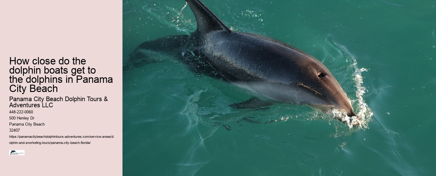 Panama City Beach dolphin watching excursions