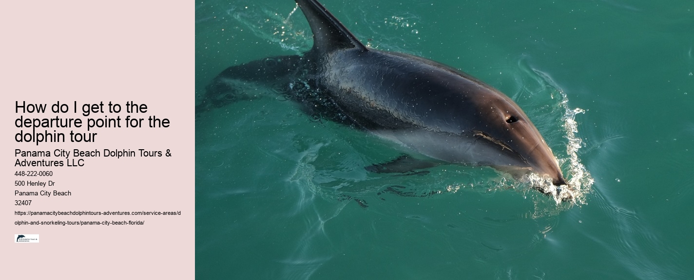 Panama City Beach dolphin safari