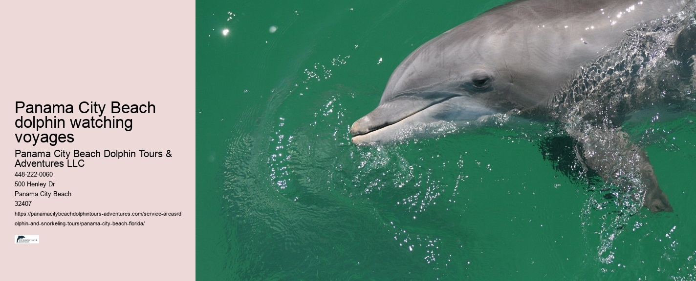 Panama City Beach eco-tours with dolphins
