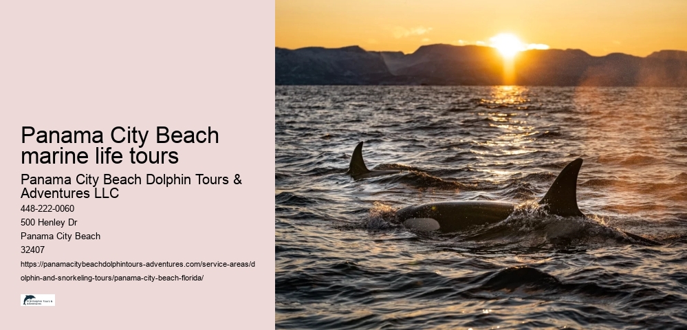 Panama City Beach marine life tours