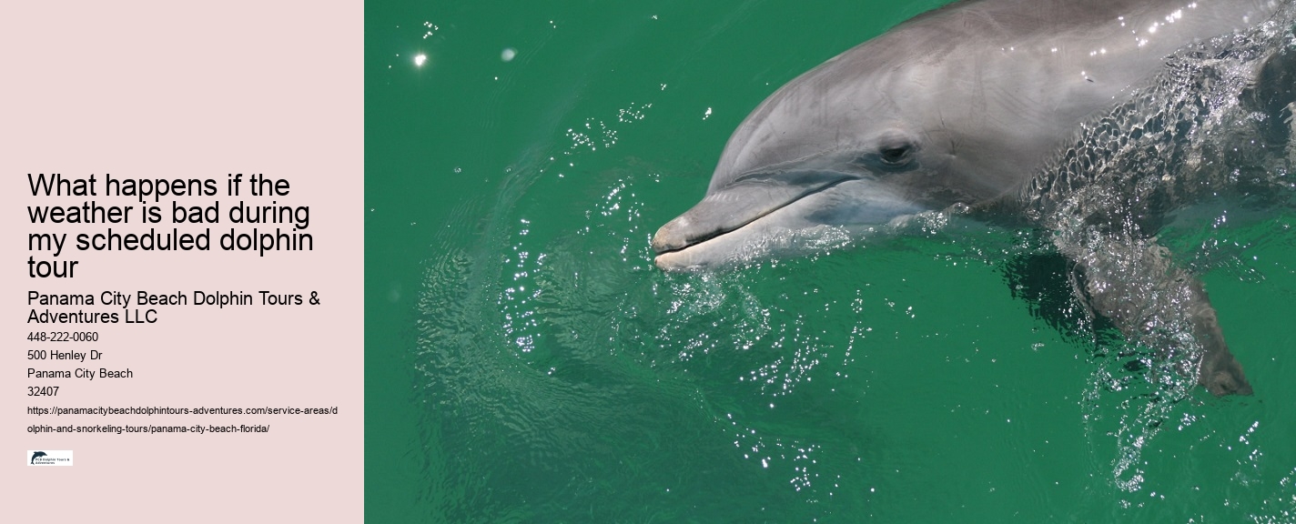 What is the average group size on a dolphin tour in Panama City Beach