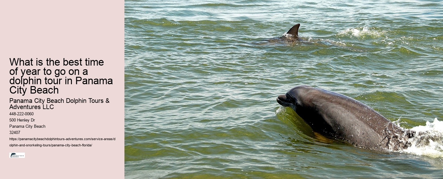 Panama City Beach dolphin spotting excursions