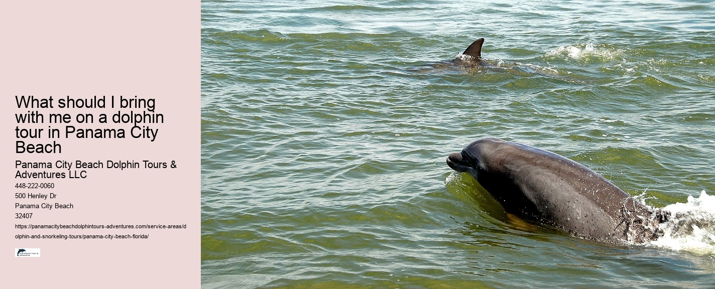 Top Panama City Beach Dolphin Watching