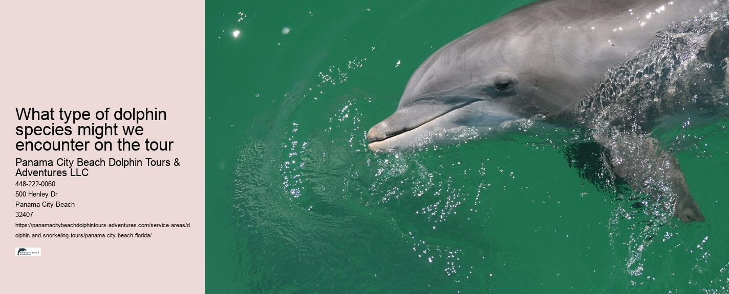 Dolphin Sightseeing