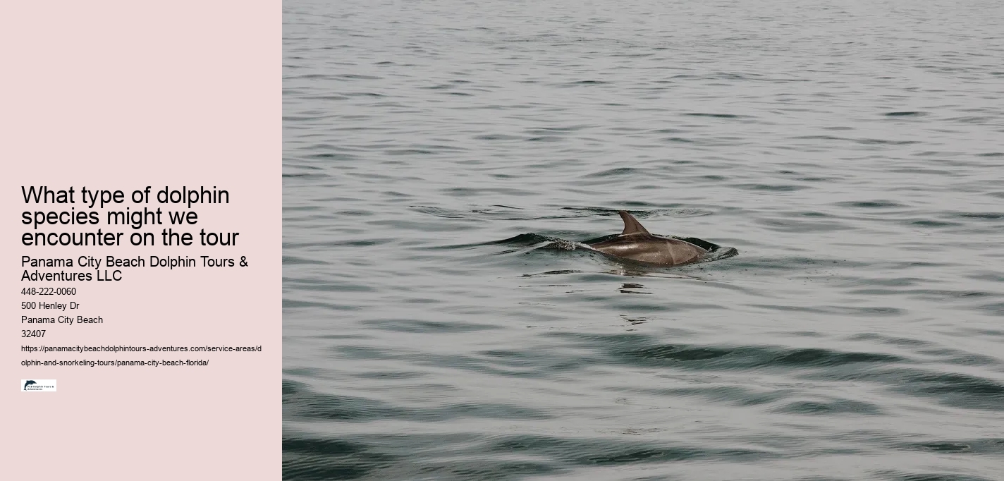 What type of dolphin species might we encounter on the tour